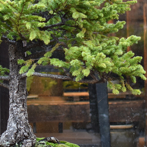 蝦夷松 - Collection : コレクション - NEO GREEN : ネオグリーン