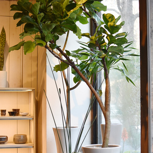 フィカス・リラータ・バンビーノ - Collection : コレクション - NEO