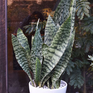 サンセベリア・オブリティアナ - Collection : コレクション - NEO