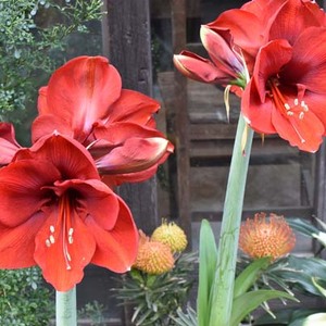 アマリリス 赤 739-QAM955.jpg?202601130939