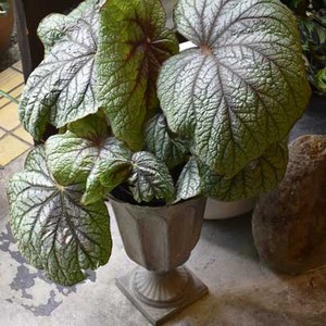 ベゴニア百科 ベゴニア - Wikipedia