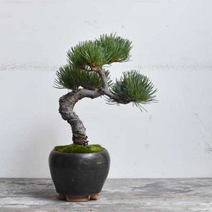 銀八房五葉松 - Collection : コレクション - NEO GREEN : ネオグリーン