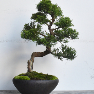 真柏 - Collection : コレクション - NEO GREEN : ネオグリーン