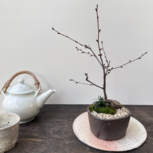 2月22日(土)に盆栽教室を開きます - お知らせ - NEO GREEN : ネオグリーン