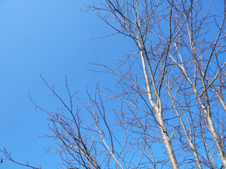 L1010943s.JPG