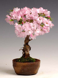 y-bonsai_1348sets.jpg