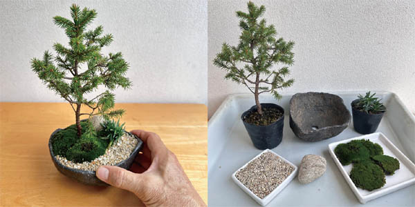 2月10日(土)、NEO GREEN渋谷にて盆栽教室を開きます - お知らせ - NEO