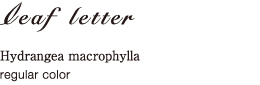 leaf letter : Hydrangea macrophylla : regular color